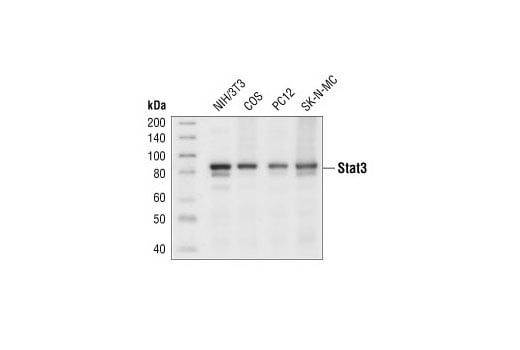 undefined Image 6: Stat Antibody Sampler Kit