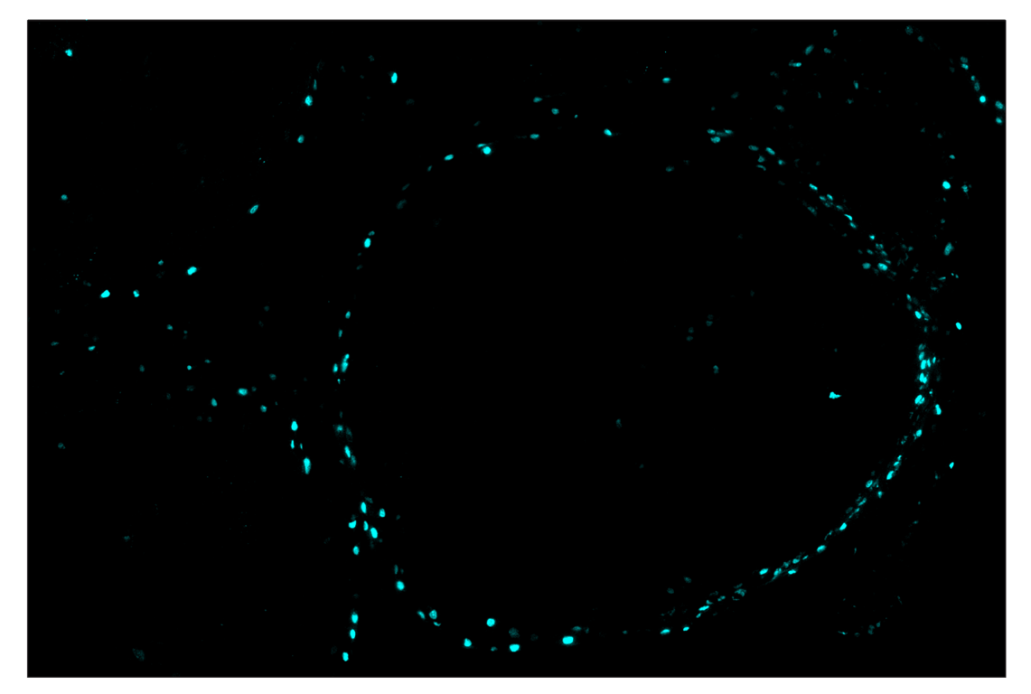Immunohistochemistry Image 5: Phospho-Histone H2A.X (Ser139) (D7T2V) & CO-0135-488 SignalStar<sup>™</sup> Oligo-Antibody Pair