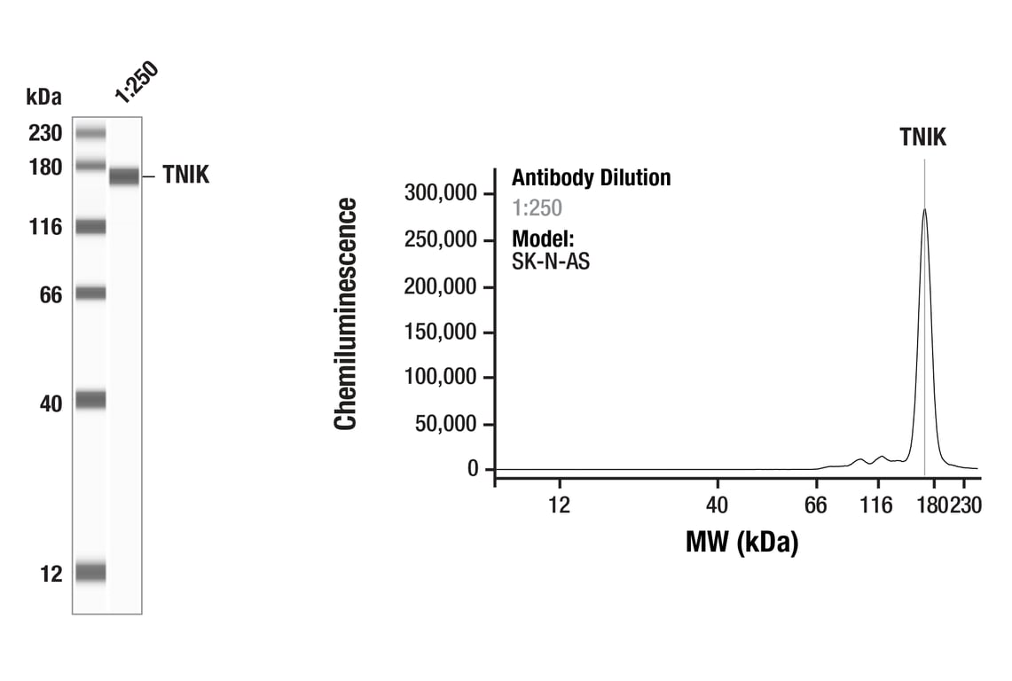 Western Blotting Image 1: TNIK (F7V3J) Rabbit Monoclonal Antibody
