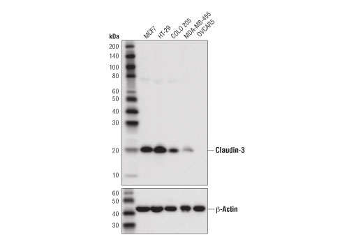 Western Blotting Image 1: Claudin-3 (D7A3O) Rabbit mAb