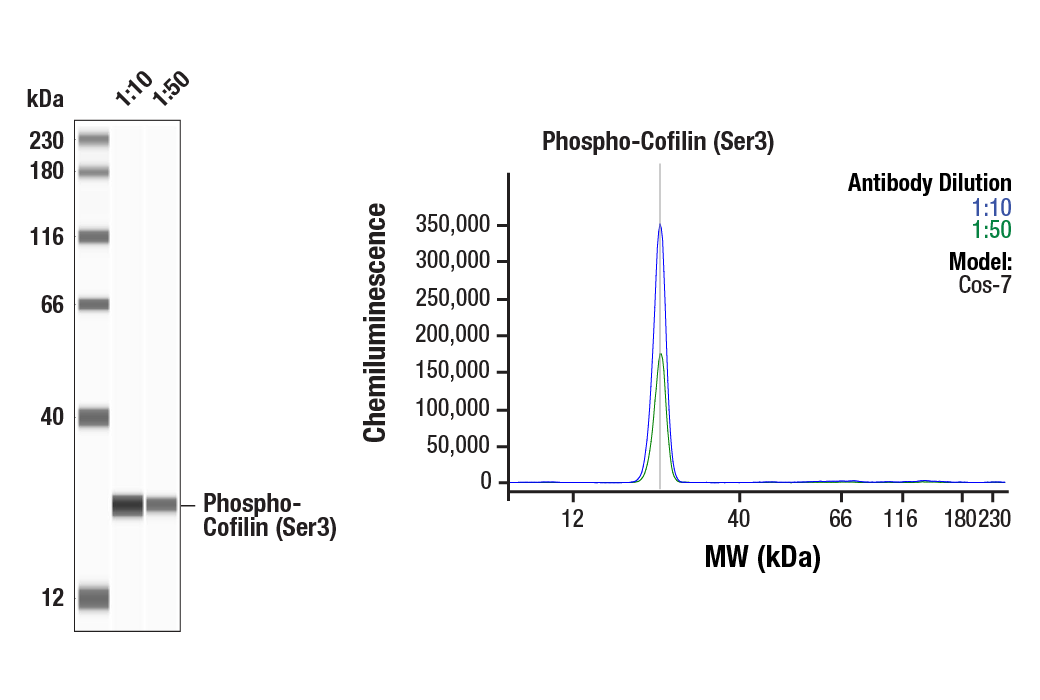 undefined Image 23: Actin Reorganization Antibody Sampler Kit