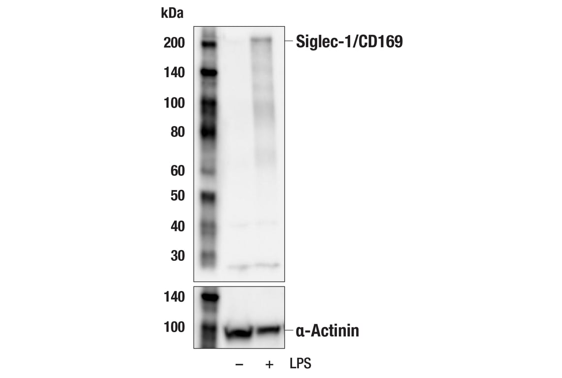 Western Blotting Image 3: Siglec-1/CD169 (E1D7G) Rabbit Monoclonal Antibody (BSA and Azide Free)