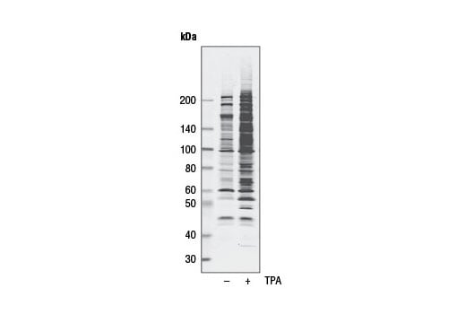 Western Blotting Image 1: Phospho-PKC Substrate Motif [(R/K)XpSX(R/K)] MultiMab<sup>® </sup> Rabbit mAb mix