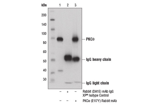 Immunoprecipitation Image 1: PKC theta (E1I7Y) Rabbit Monoclonal Antibody