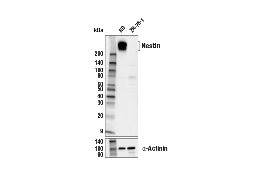 Western Blotting Image 1: Nestin (E4O9E) XP<sup>®</sup> Rabbit mAb