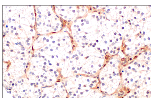 Immunohistochemistry Image 5: CRBN (D8H3S) Rabbit Monoclonal Antibody (BSA and Azide Free)