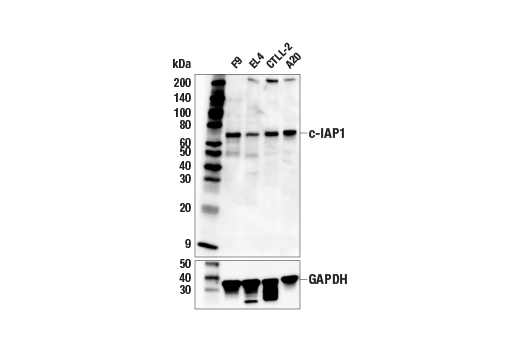 Western Blotting Image 3: c-IAP1 (E6R2S) Rabbit Monoclonal Antibody