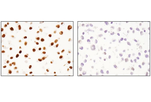 undefined Image 30: BAF Complex Antibody Sampler Kit