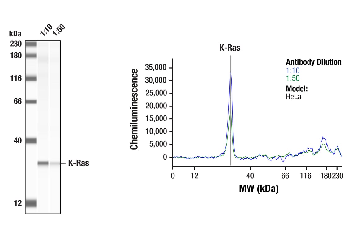 Western Blotting Image 1: K-Ras (E2M9G) Rabbit Monoclonal Antibody