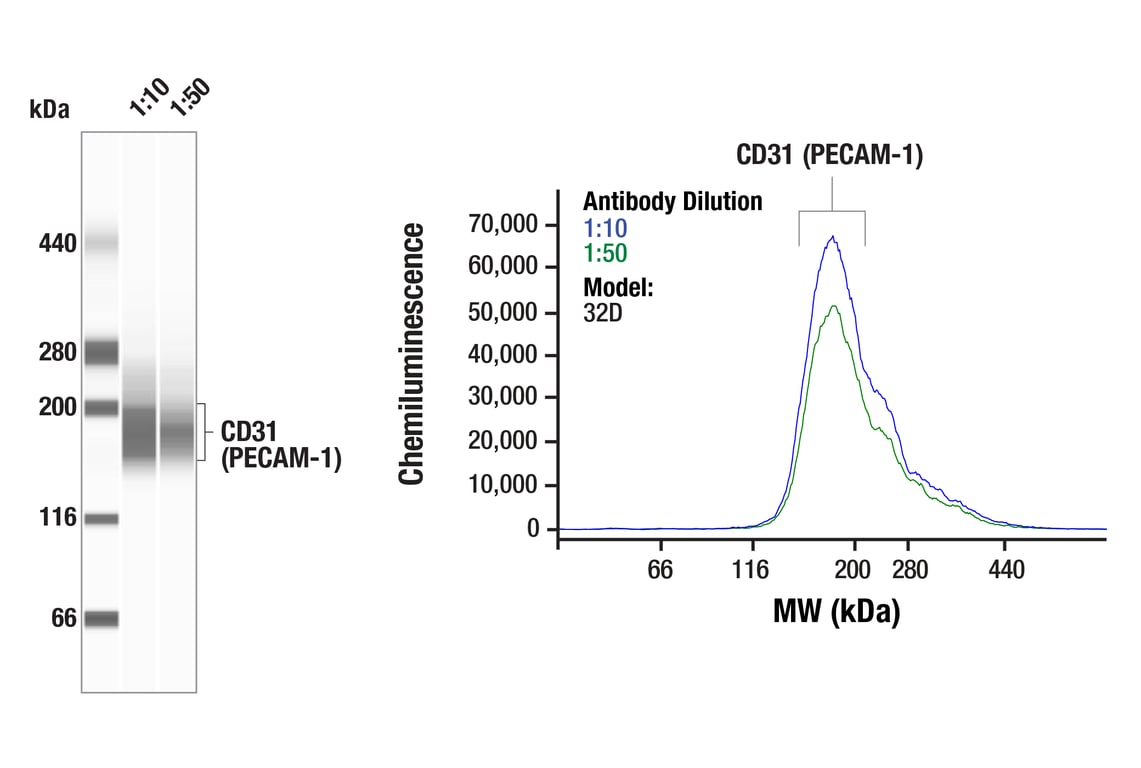 Aー1 CD31 Antibody (PECAM-1) (D8V9E) XP® Rabbit mAb | Cell