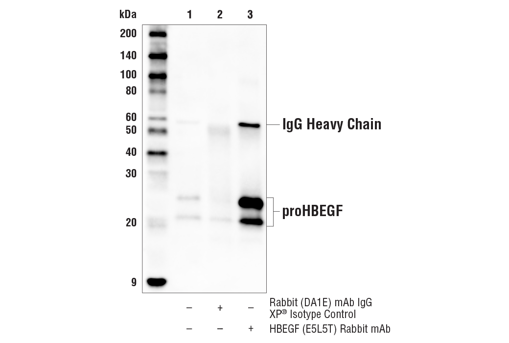Immunoprecipitation Image 1: HBEGF (E5L5T) Rabbit Monoclonal Antibody