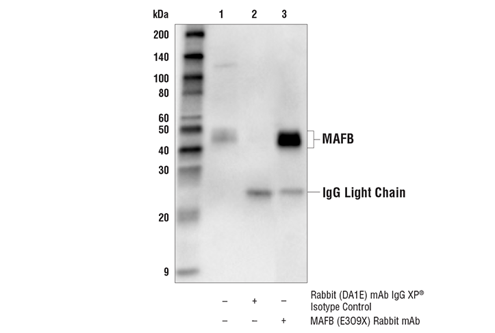 Immunoprecipitation Image 1: MAFB (E3O9X) Rabbit Monoclonal Antibody