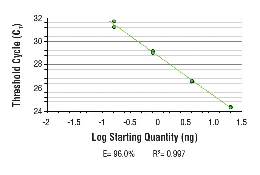Chromatin Immunoprecipitation Image 2: SimpleChIP<sup>®</sup> Mouse PER1 Intron 1 Primers