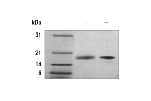undefined Image 2: Mouse FLT3L Recombinant Protein