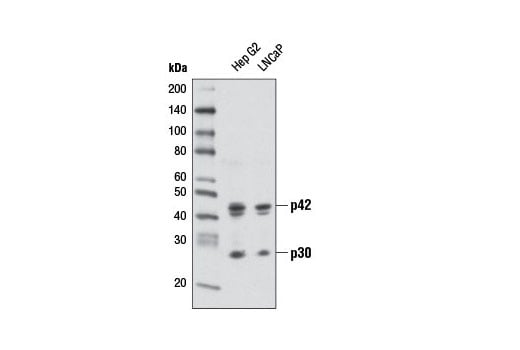 Western Blotting Image 1: C/EBPα (D56F10) XP<sup>®</sup> Rabbit mAb