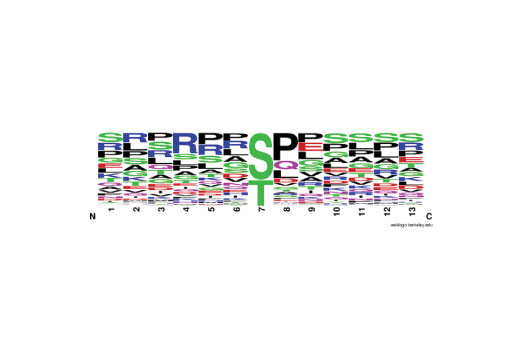 PTMScan Image 2: PTMScan<sup>®</sup> Phospho-Ser/Thr Motif [pS/T] Kit
