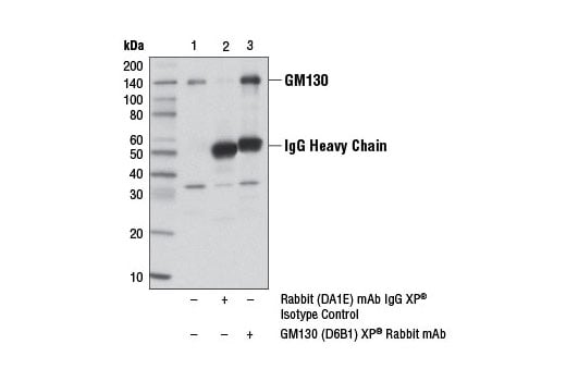 Immunoprecipitation Image 1: GM130 (D6B1) Rabbit Monoclonal Antibody