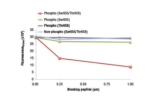 Western Blotting Image 2: Phospho-alpha-E-Catenin (Ser655/Thr658) Antibody