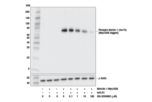undefined Image 2: SBI-0206965