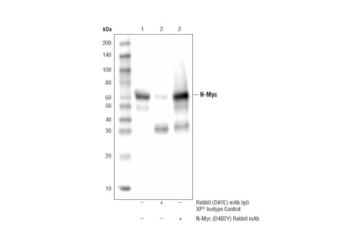Immunoprecipitation Image 1: N-Myc (D4B2Y) Rabbit Monoclonal Antibody
