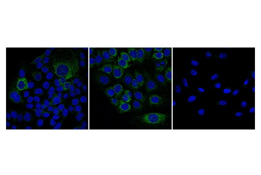 Immunofluorescence Image 1: Puma (E2P7G) Rabbit Monoclonal Antibody