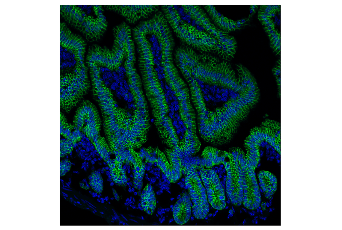 Immunofluorescence Image 2: E-Cadherin (24E10) Rabbit Monoclonal Antibody (BSA and Azide Free)