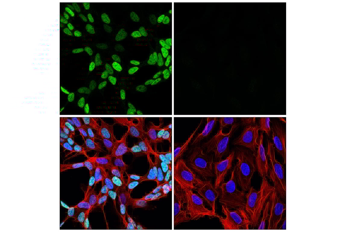 Immunofluorescence Image 1: GATA-2 (E8B5C) Rabbit Monoclonal Antibody (BSA and Azide Free)