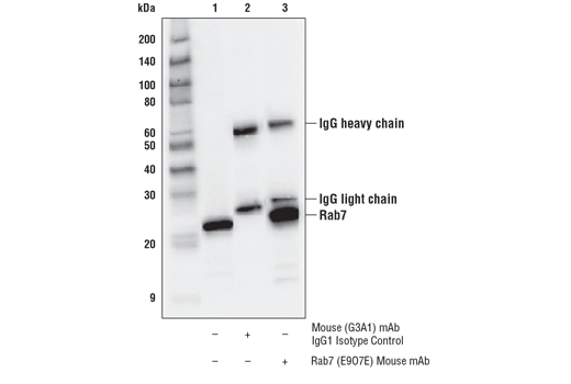 Immunoprecipitation Image 1: Rab7 (E9O7E) Mouse Monoclonal Antibody