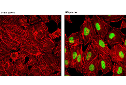 Immunofluorescence Image 1: IRF-1 (D5E4) Rabbit Monoclonal Antibody (BSA and Azide Free)