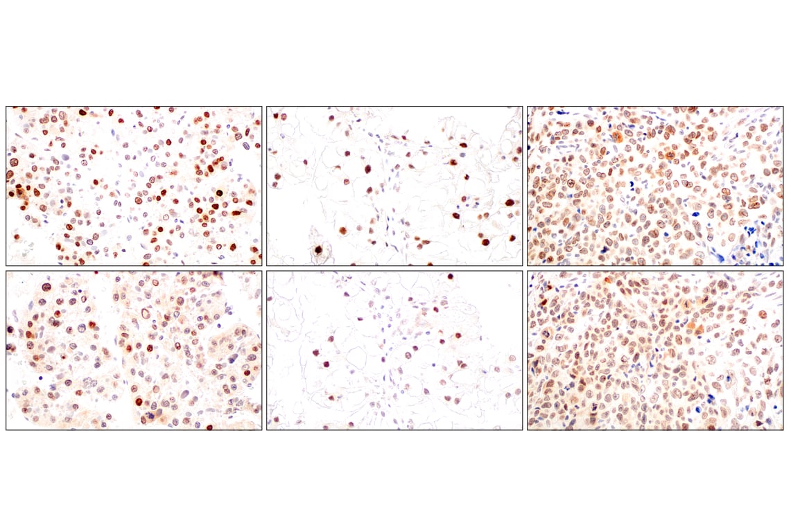 Immunohistochemistry Image 8: POM121 (E3W3J) Rabbit Monoclonal Antibody