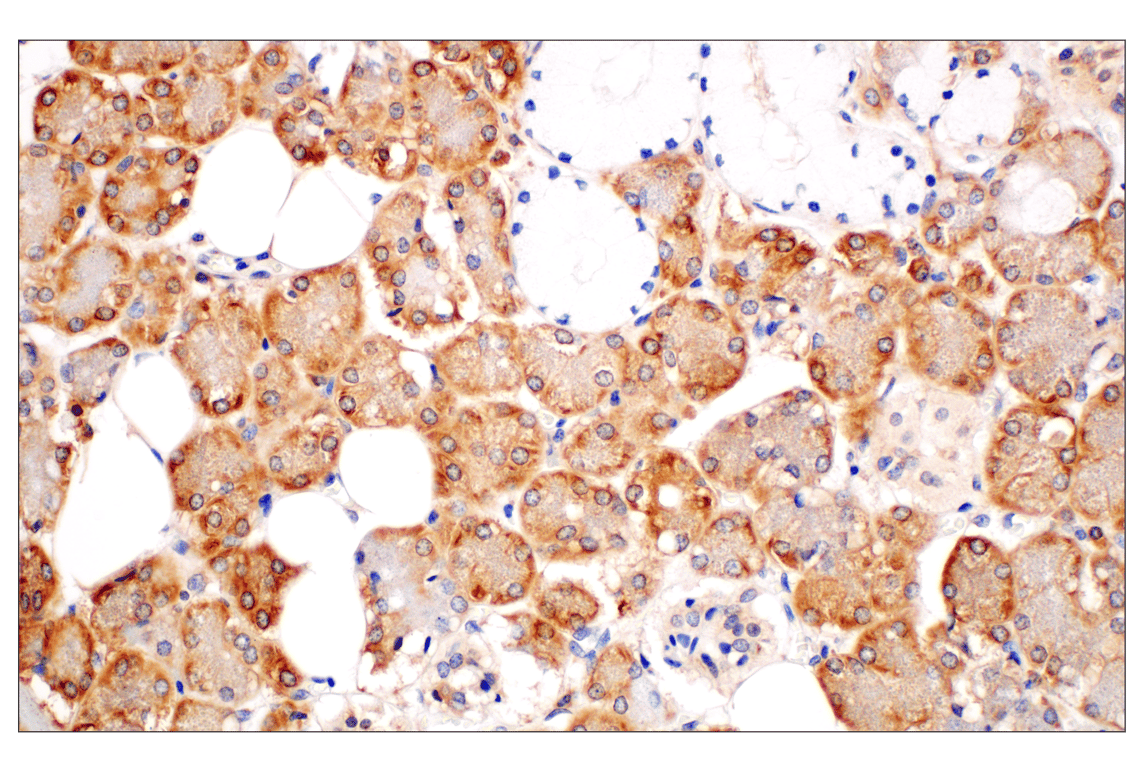 Immunohistochemistry Image 6: RACK1 (D59D5) Rabbit Monoclonal Antibody (BSA and Azide Free)