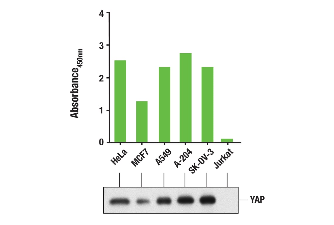 ELISA and/or ELISA-like Assays Image 3: YAP (1A12) Mouse Monoclonal Antibody (BSA and Azide Free)