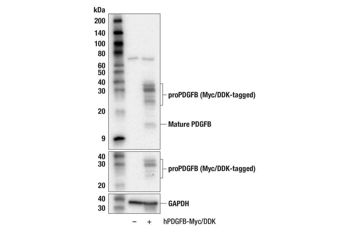 Western Blotting Image 2: PDGFB (F7P5P) Rabbit Monoclonal Antibody