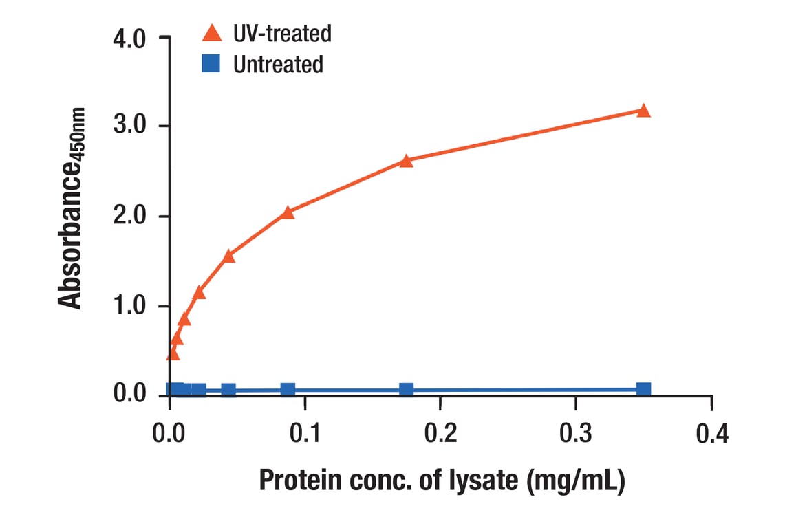 ELISA Image 1: p53 (7F5) Rabbit Monoclonal Antibody (BSA and Azide Free)