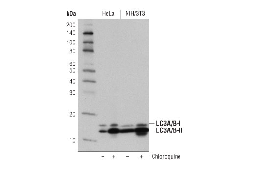 undefined Image 1: Chloroquine