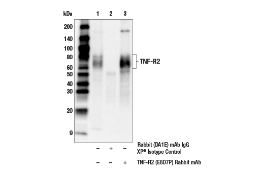 Immunoprecipitation Image 1: TNF-R2 (E8D7P) Rabbit Monoclonal Antibody