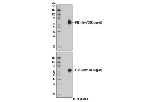 Western Blotting Image 2: FEZ1 Antibody
