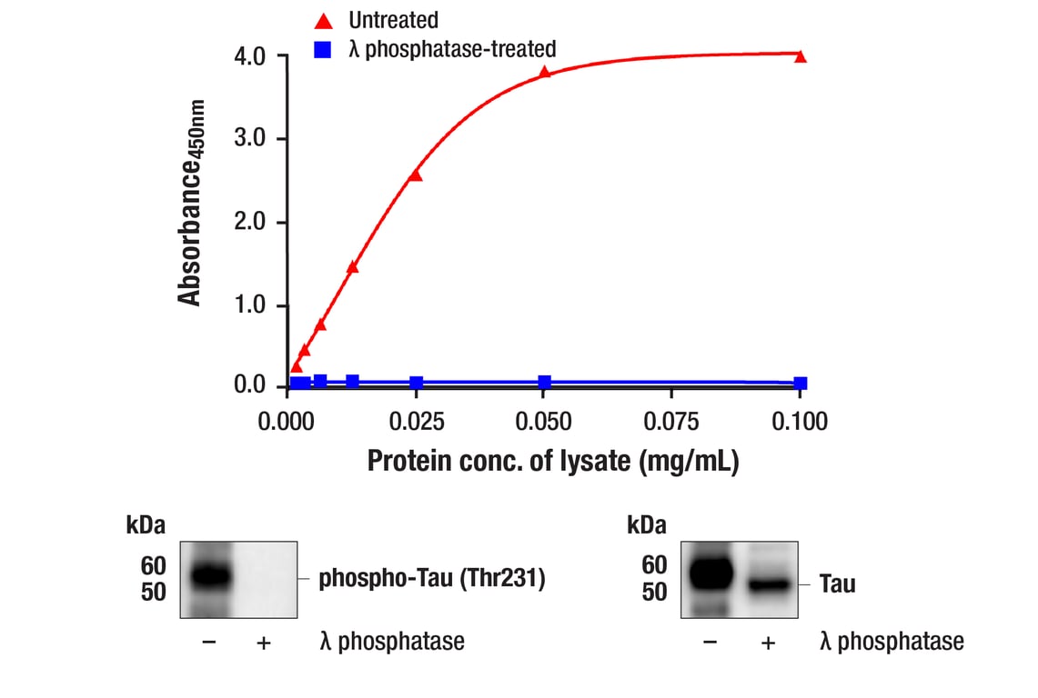 ELISA Image 2: PathScan<sup>®</sup> RP Phospho-Tau (Thr231) Sandwich ELISA Kit