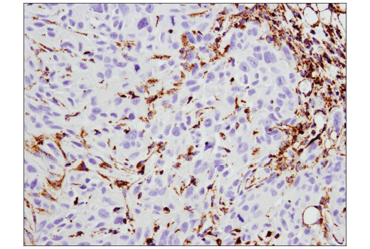 Immunohistochemistry Image 5: COX IV (D6I4K) Rabbit Monoclonal Antibody