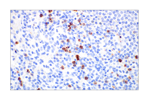 Immunohistochemistry Image 5: CD57 (HNK-1) Mouse mAb