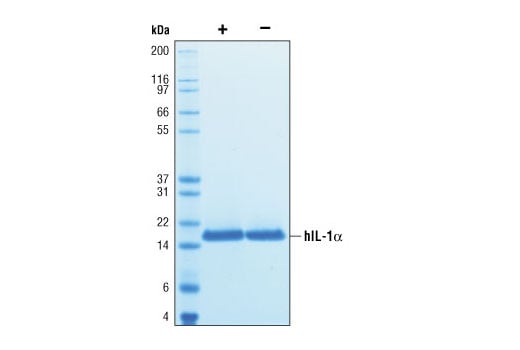 undefined Image 2: Human Interleukin-1α (hIL-1α)