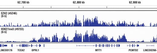 Chromatin Immunoprecipitation Image 1: Ezh2 (D2C9) Rabbit Monoclonal Antibody