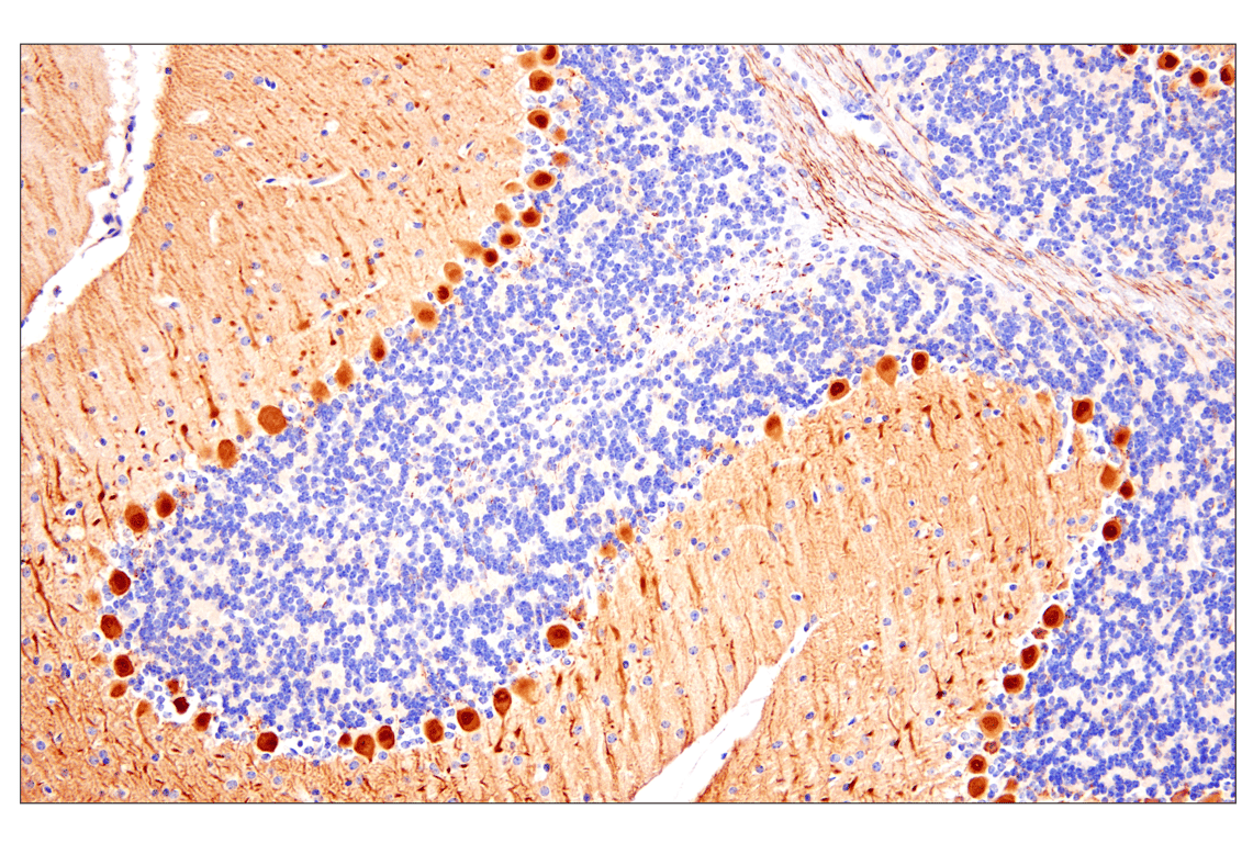 Immunohistochemistry Image 2: PPP1R17 (F3O5C) Rabbit Monoclonal Antibody
