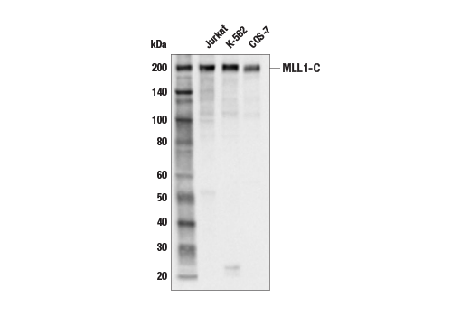Western Blotting Image 2: MLL1 (E9W9Z) Rabbit Monoclonal Antibody (Carboxy-terminal Antigen)