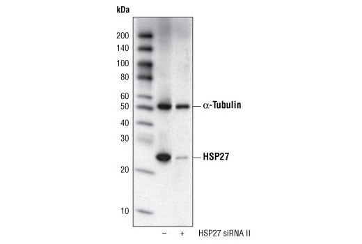Western Blotting Image 3: HSP27 (G31) Mouse Monoclonal Antibody (BSA and Azide Free)