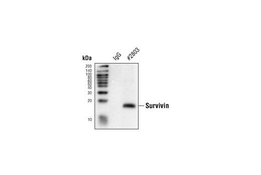 Immunoprecipitation Image 1: Survivin Antibody