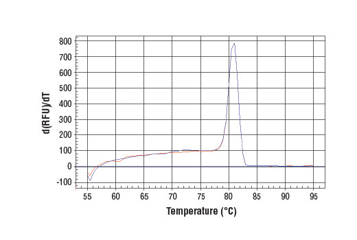 Chromatin Immunoprecipitation Image 1: SimpleChIP<sup>®</sup> Human CTGF Promoter Primers