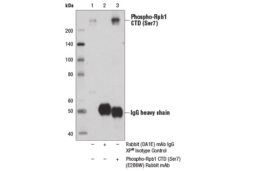 undefined Image 21: Rpb1 CTD Antibody Sampler Kit