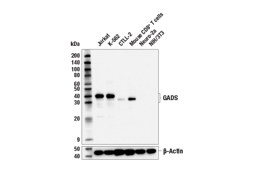 Western Blotting Image 2: GADS (E4O1V) Rabbit Monoclonal Antibody