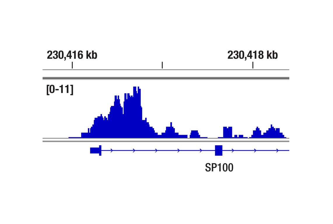 CUT & RUN Image 1: Vitamin D3 Receptor (D2K6W) Rabbit Monoclonal Antibody